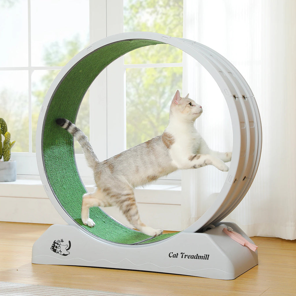 Cat Treadmill for Indoor Pawlymals
